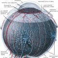 თვალის სისხლძარღვოვანი გარსი - სტრუქტურა და ფუნქციები, სიმპტომები და დაავადებები