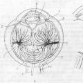 Slojevita struktura očne jabučice