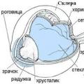 Снимка на структурата на човешкото око с описание